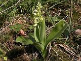 3  Orchis pallens-Bleiches Knabenkraut